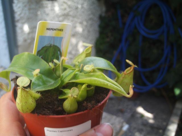 [Foto de planta, jardin, jardineria]