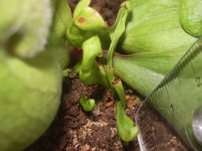 [Foto de planta, jardin, jardineria]