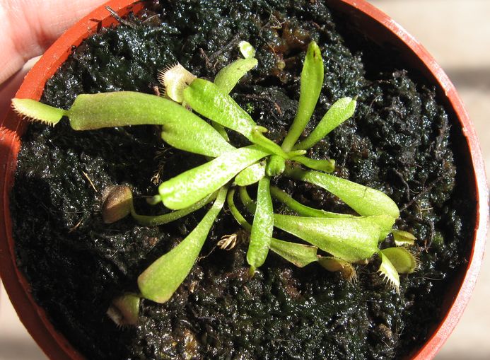 [Foto de planta, jardin, jardineria]