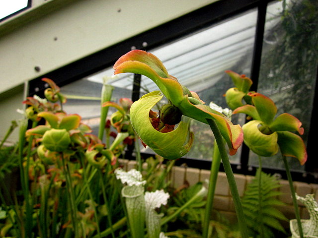 [Foto de planta, jardin, jardineria]