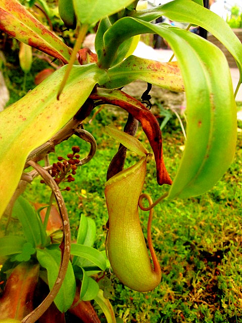 [Foto de planta, jardin, jardineria]