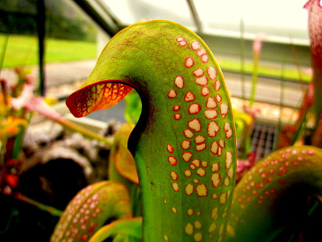 [Foto de planta, jardin, jardineria]