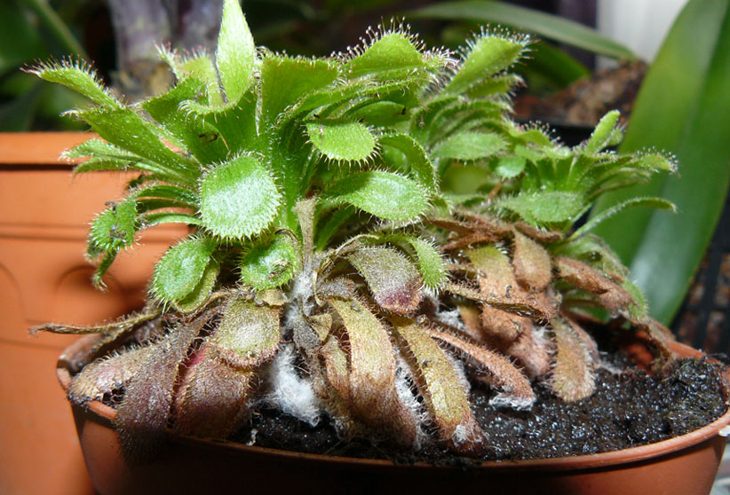 [Foto de planta, jardin, jardineria]