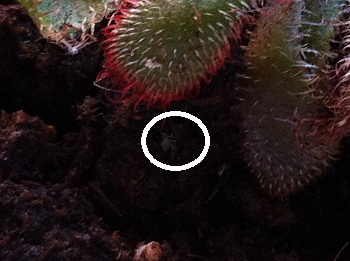 [Foto de planta, jardin, jardineria]