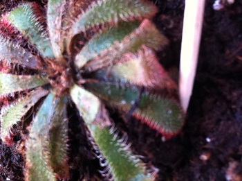[Foto de planta, jardin, jardineria]