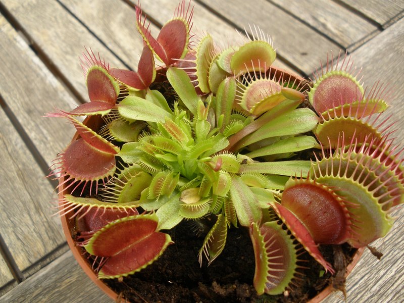 [Foto de planta, jardin, jardineria]