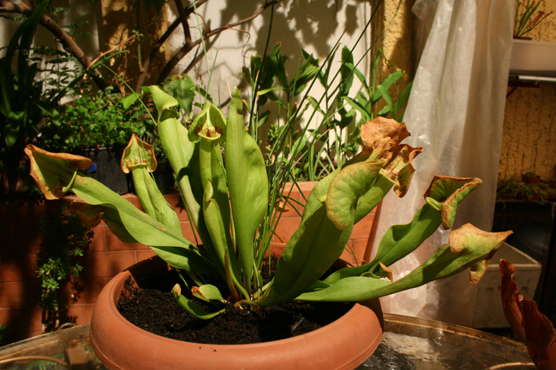 [Foto de planta, jardin, jardineria]