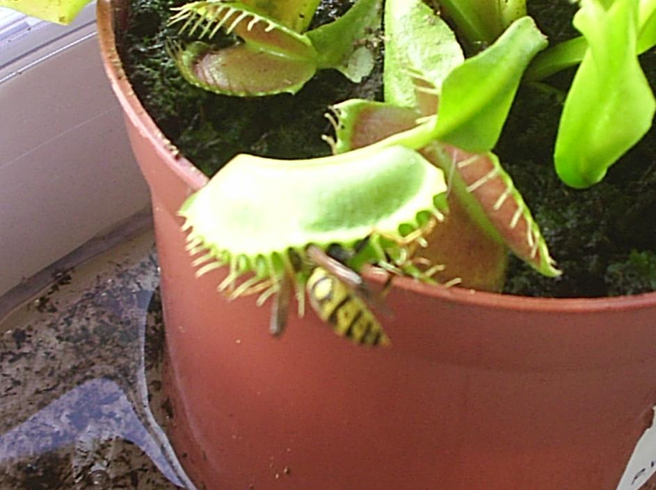 [Foto de planta, jardin, jardineria]