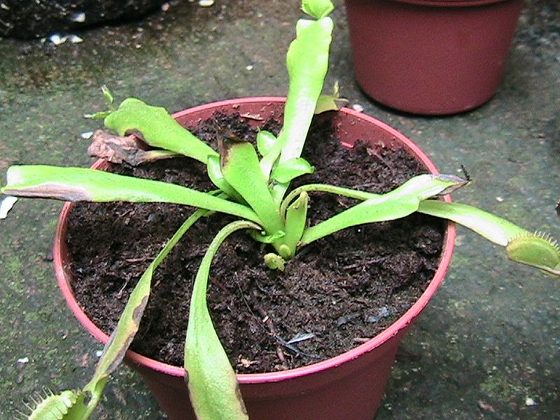[Foto de planta, jardin, jardineria]