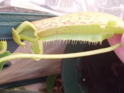 [Foto de planta, jardin, jardineria]