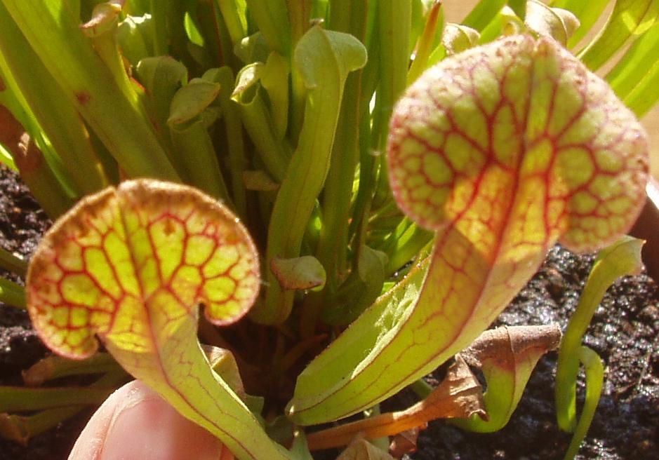 [Foto de planta, jardin, jardineria]