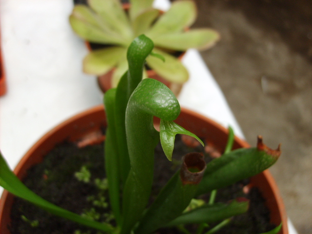 [Foto de planta, jardin, jardineria]