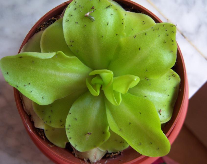 [Foto de planta, jardin, jardineria]