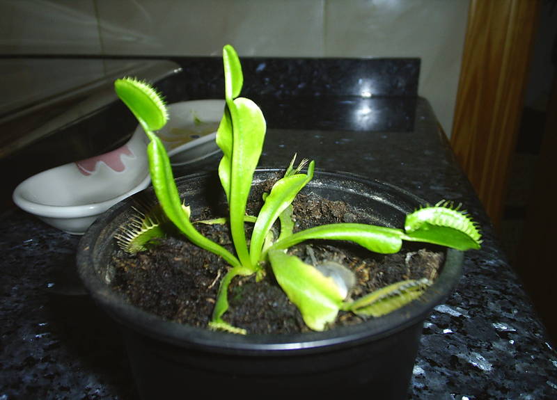 [Foto de planta, jardin, jardineria]