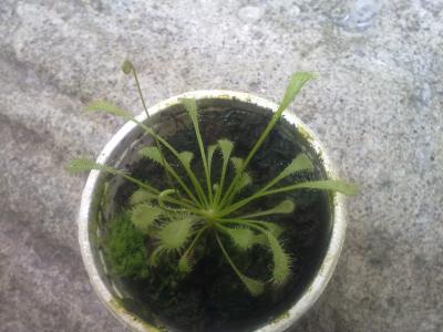 [Foto de planta, jardin, jardineria]