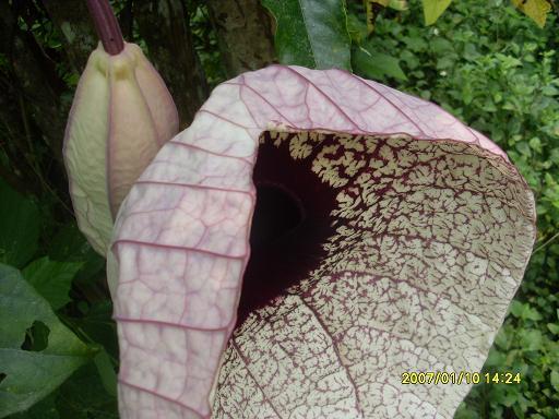 [Foto de planta, jardin, jardineria]