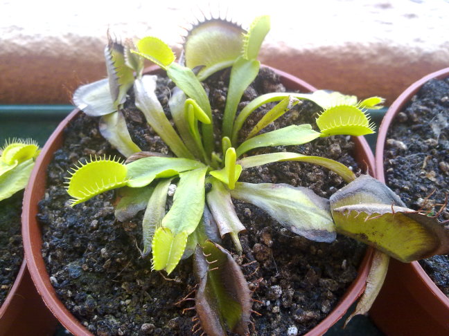 [Foto de planta, jardin, jardineria]