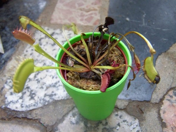 [Foto de planta, jardin, jardineria]