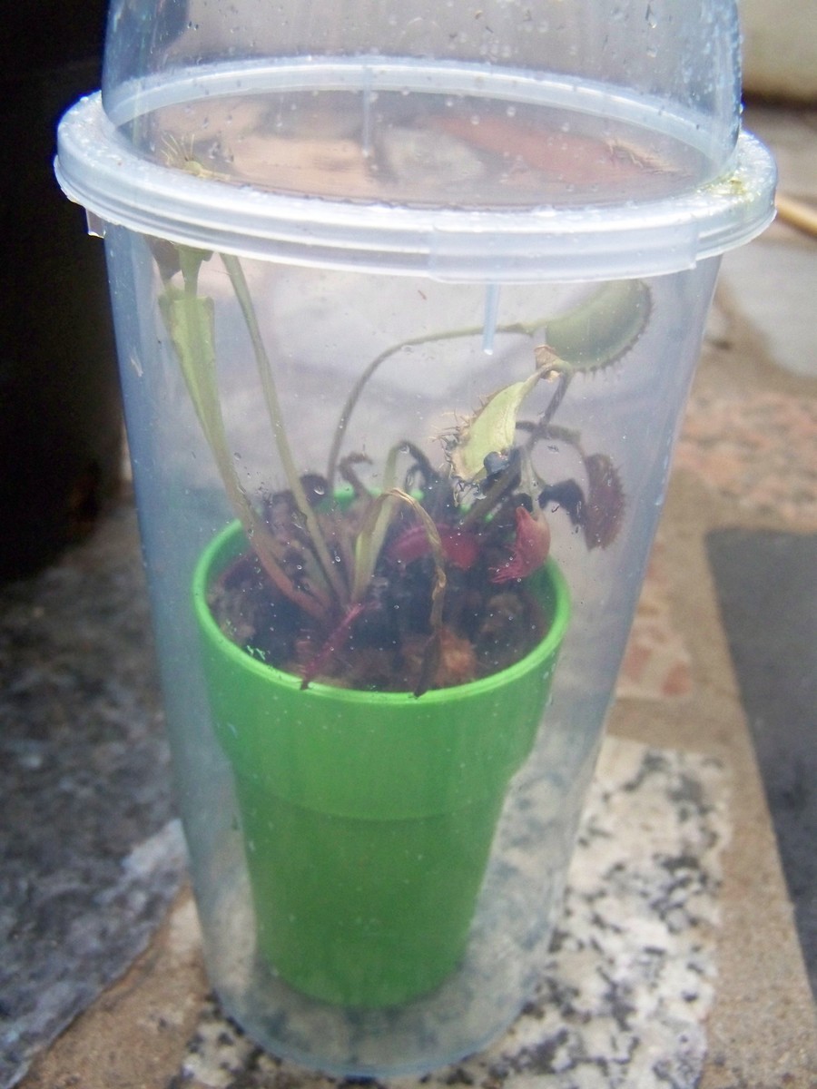 [Foto de planta, jardin, jardineria]