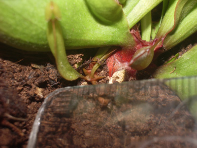 [Foto de planta, jardin, jardineria]