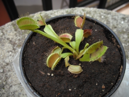 [Foto de planta, jardin, jardineria]