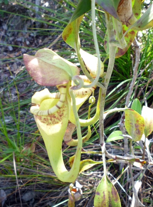 [Foto de planta, jardin, jardineria]