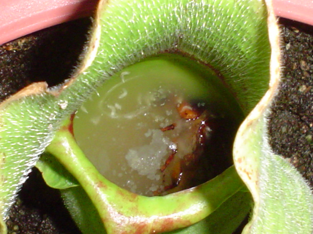 [Foto de planta, jardin, jardineria]