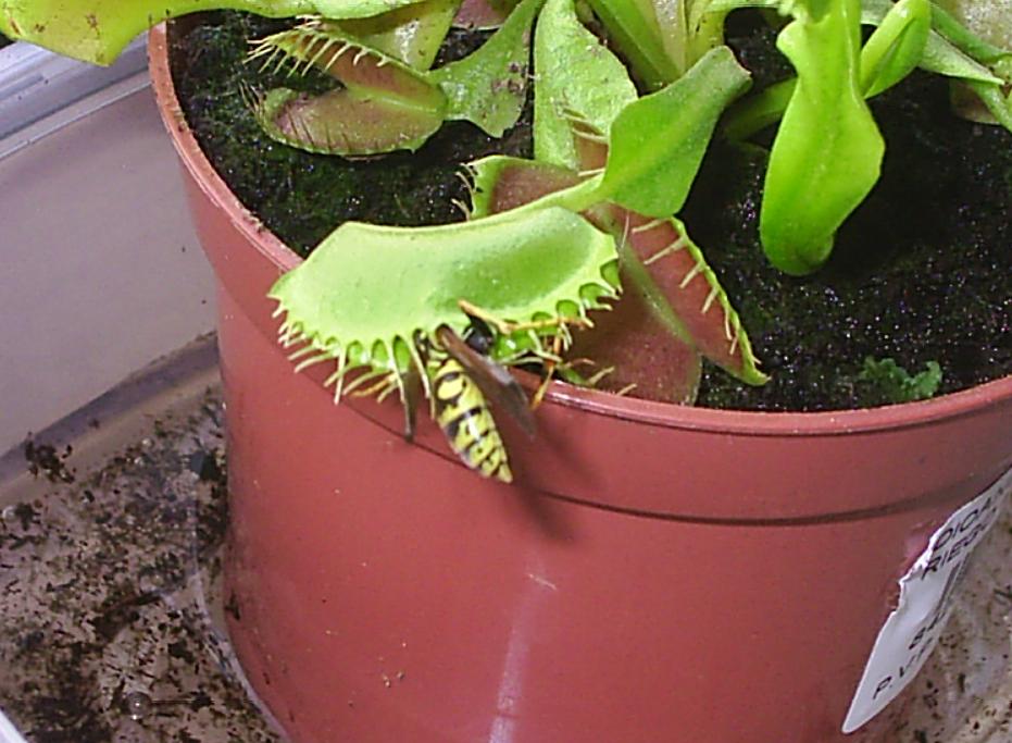 [Foto de planta, jardin, jardineria]