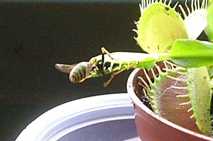 [Foto de planta, jardin, jardineria]