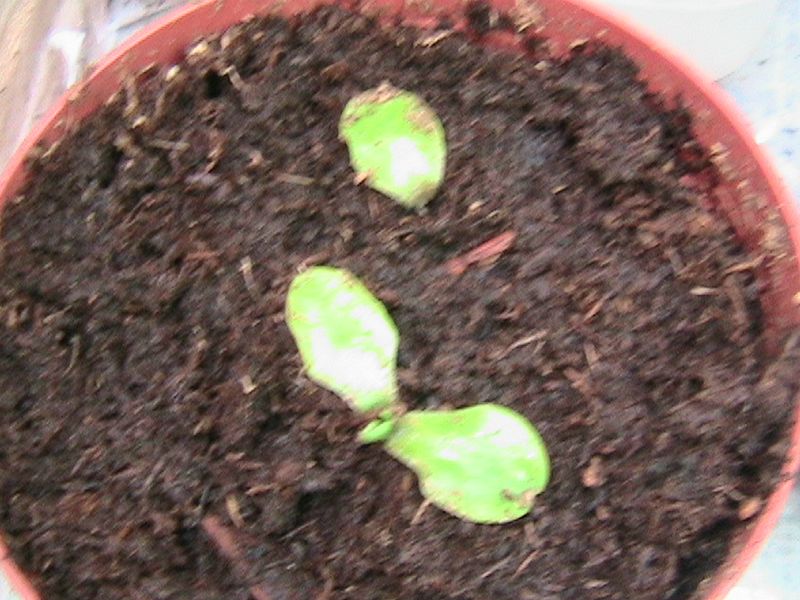 [Foto de planta, jardin, jardineria]