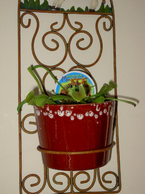 [Foto de planta, jardin, jardineria]