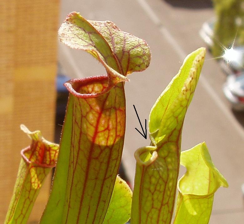 [Foto de planta, jardin, jardineria]