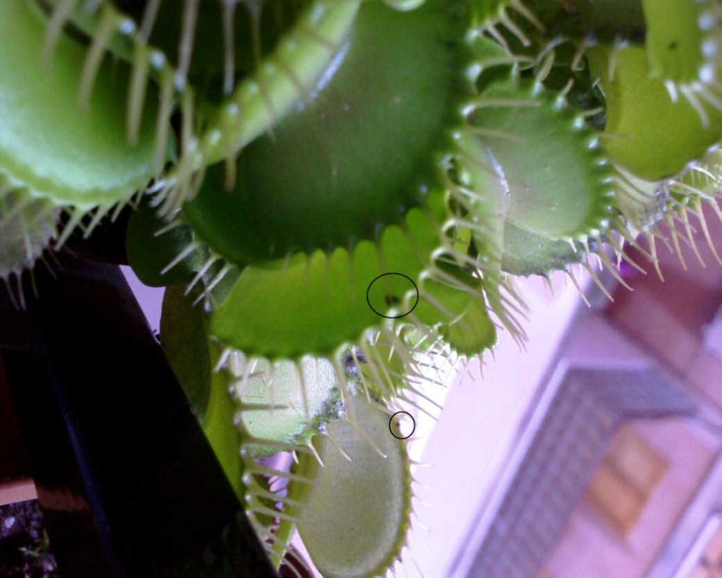 [Foto de planta, jardin, jardineria]