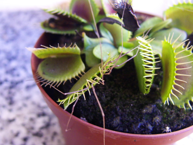 [Foto de planta, jardin, jardineria]