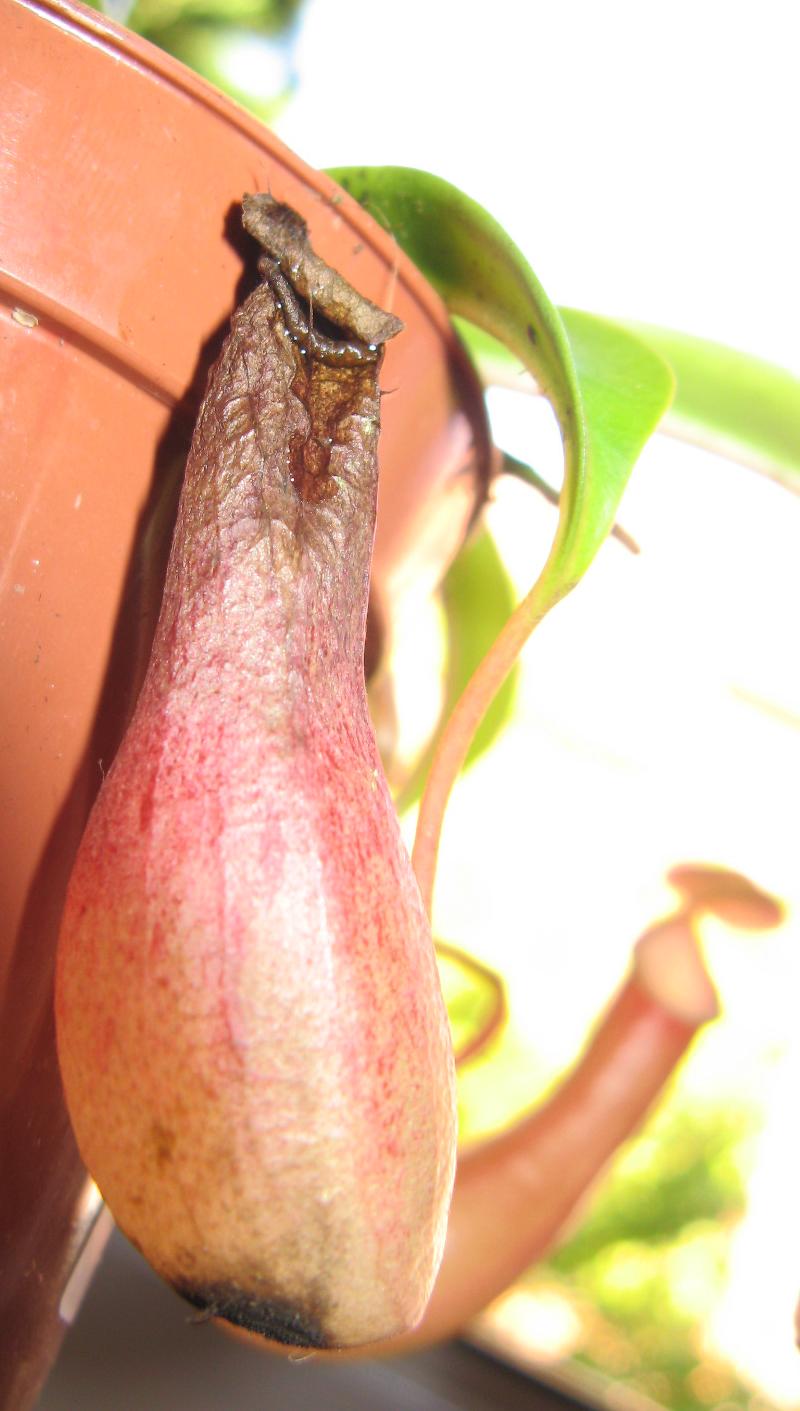 [Foto de planta, jardin, jardineria]