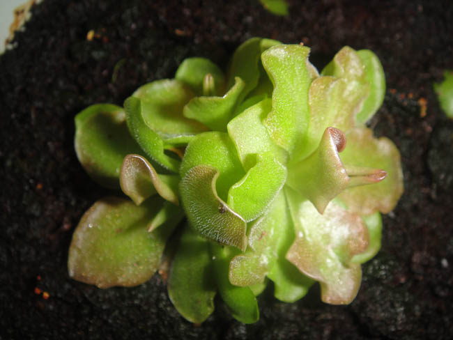 [Foto de planta, jardin, jardineria]