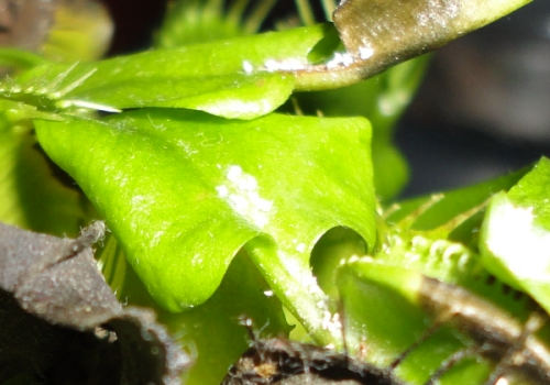 [Foto de planta, jardin, jardineria]