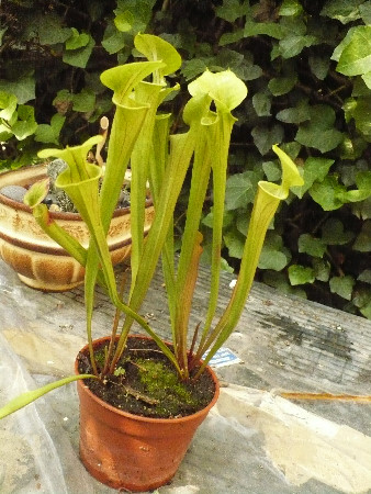 [Foto de planta, jardin, jardineria]