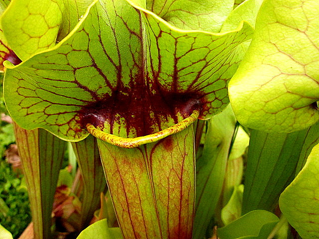 [Foto de planta, jardin, jardineria]