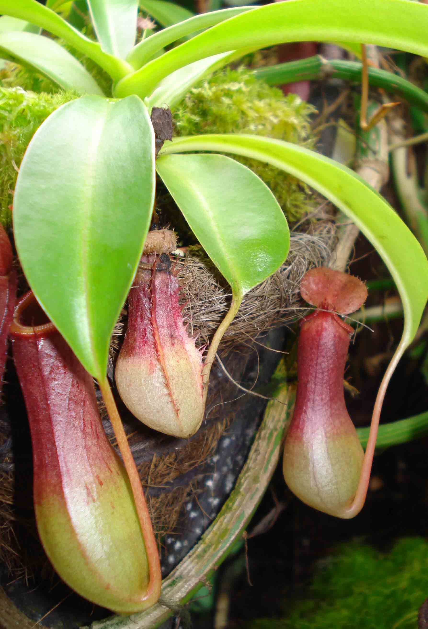 [Foto de planta, jardin, jardineria]