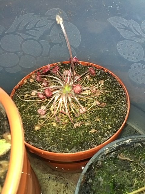 [Foto de planta, jardin, jardineria]