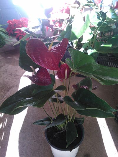 [Foto de planta, jardin, jardineria]