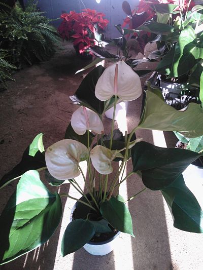 [Foto de planta, jardin, jardineria]