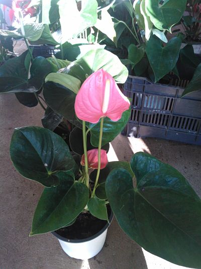 [Foto de planta, jardin, jardineria]