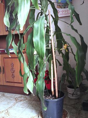 [Foto de planta, jardin, jardineria]