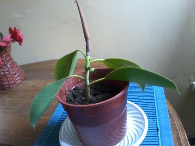[Foto de planta, jardin, jardineria]