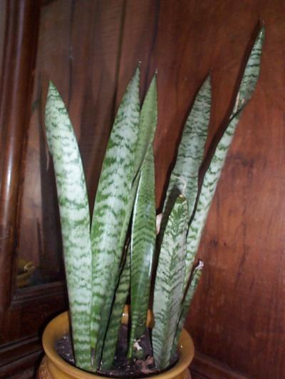 PLANTA NATURAL (LENGUA DE SUEGRA) SANSEVIERIA LAURENTII 50CM PERFECTA PARA  INTERIOR