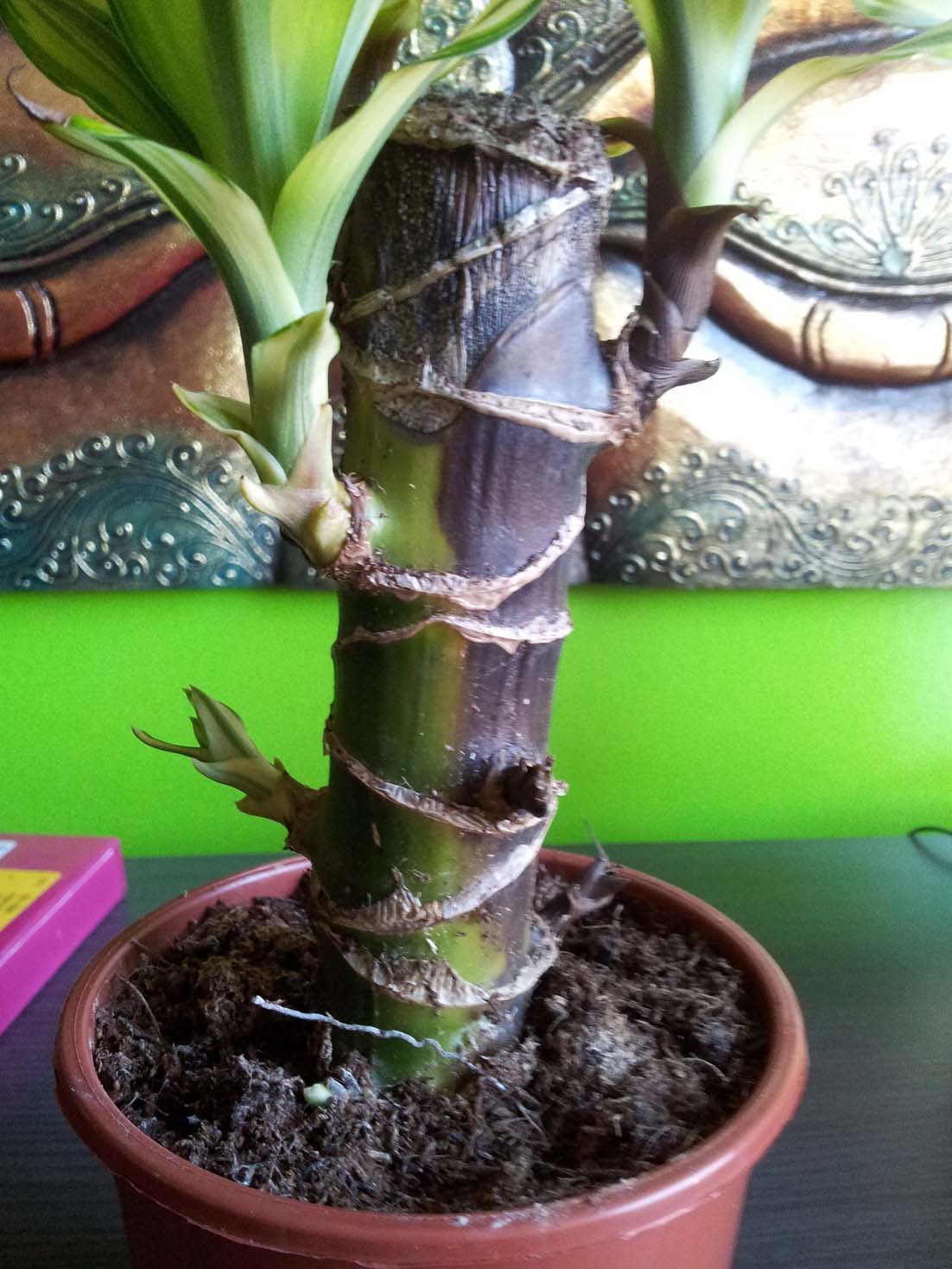 [Foto de planta, jardin, jardineria]
