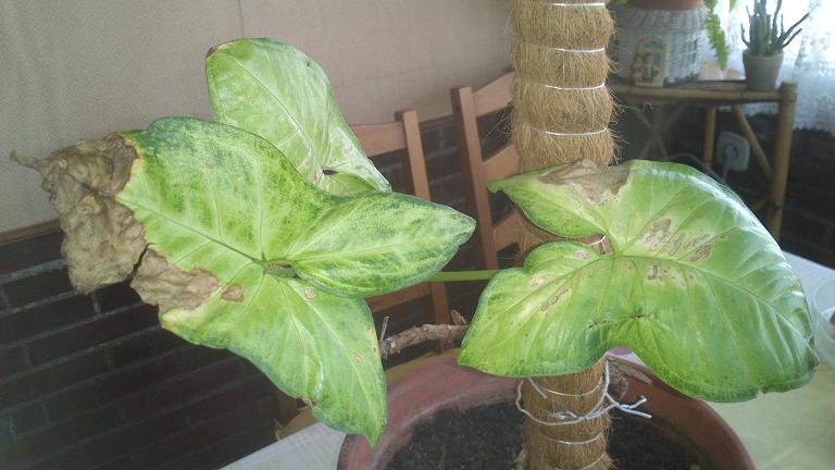 [Foto de planta, jardin, jardineria]