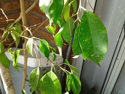 [Foto de planta, jardin, jardineria]